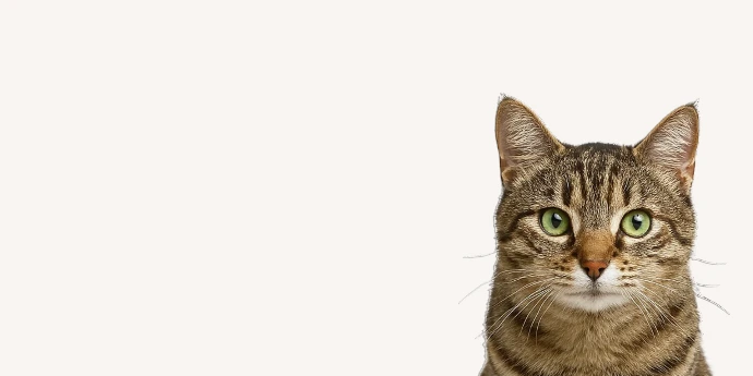 Petite bannière présentant la tête d'un chat tigré