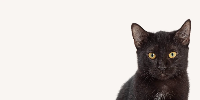 Petite bannière présentant la tête d'un chat noir