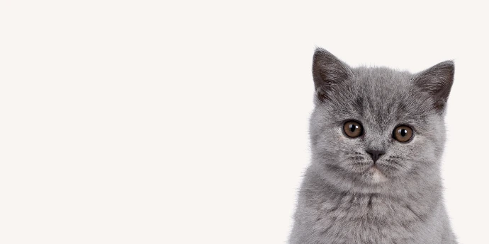 Petite bannière présentant la tête d'un chaton gris