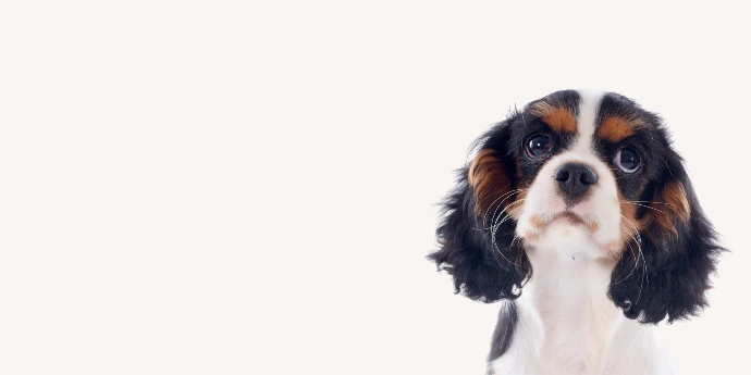 Petite bannière présentant la tête d'un cavalier king charles