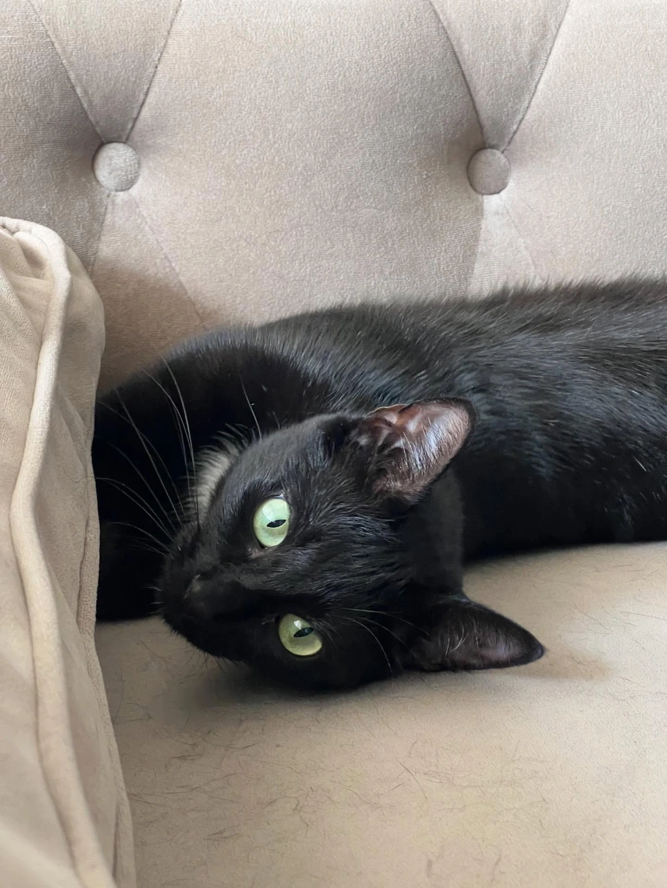 Chatte noire aux yeux verts sur le dos et s'étirant