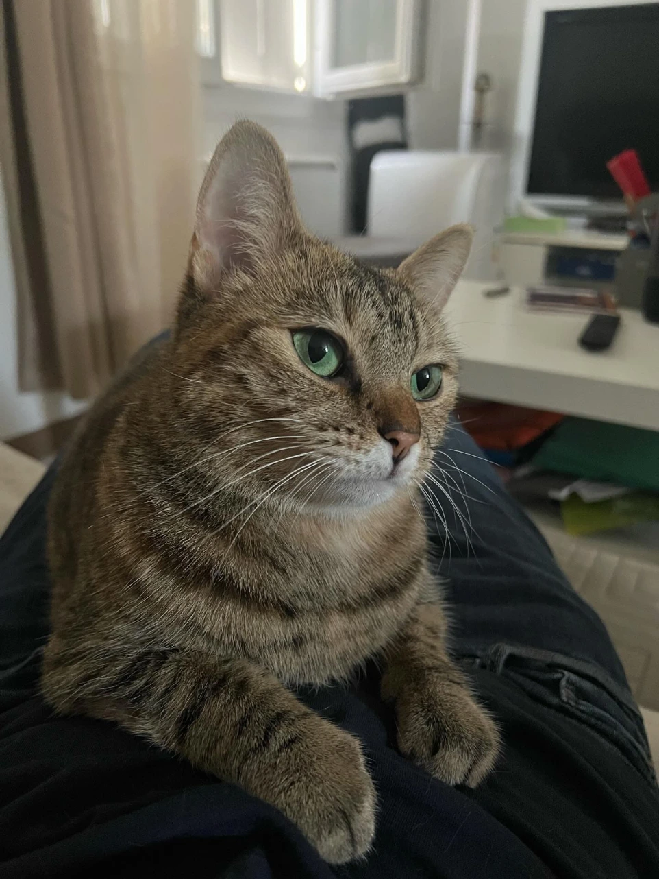 Chatte aux yeux verts sur les genoux