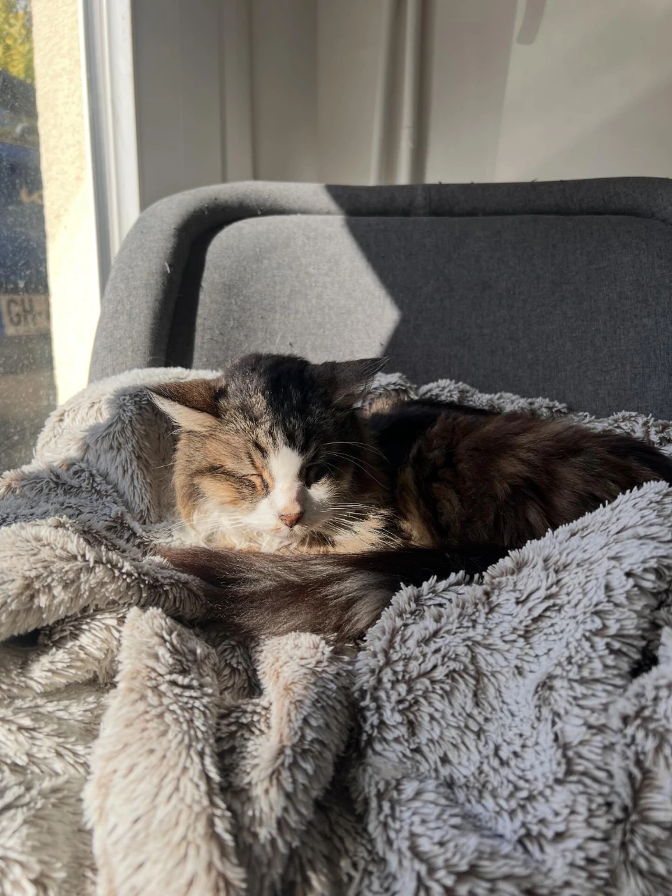 Chatte âgée dormant profondément au soleil