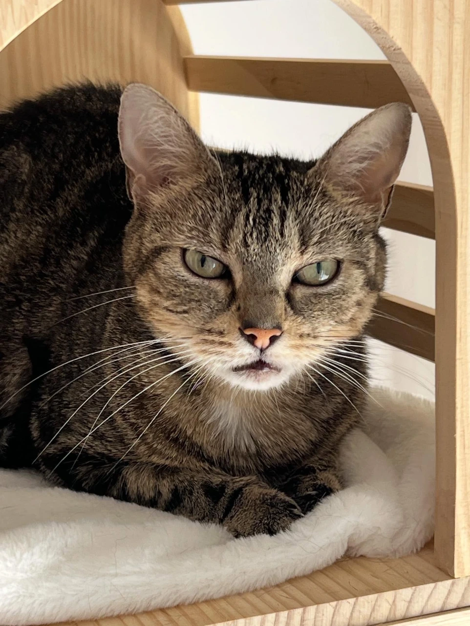 Chatte tigrée au regarde curieux