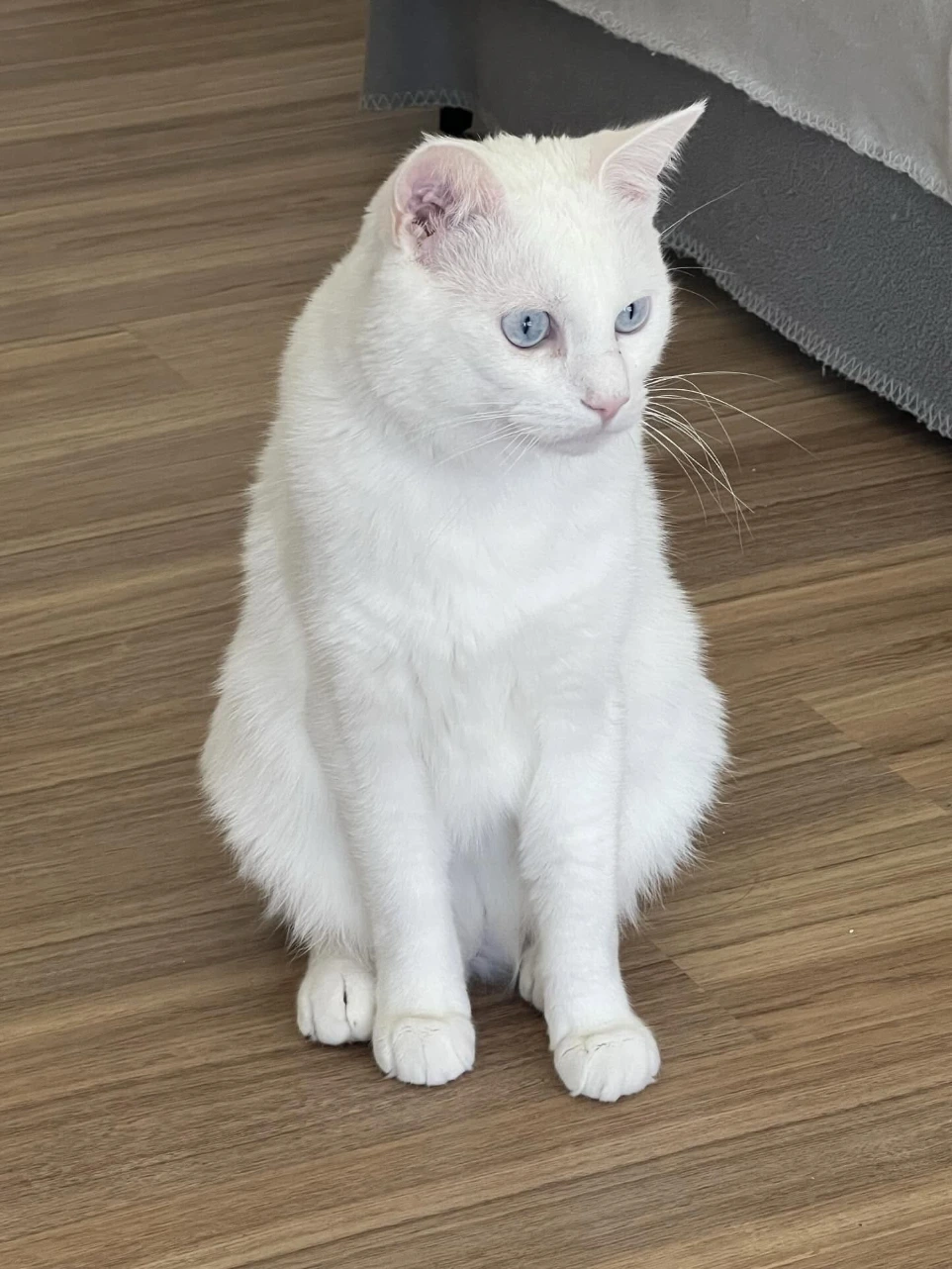 Grand chat blanc et sourd
