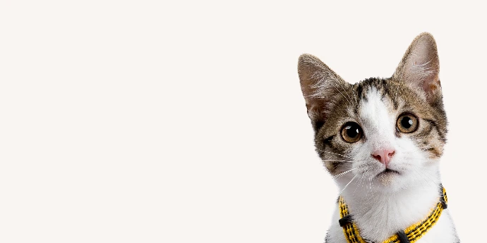 Petite bannière présentant la tête d'un chat bicolore avec un harnais