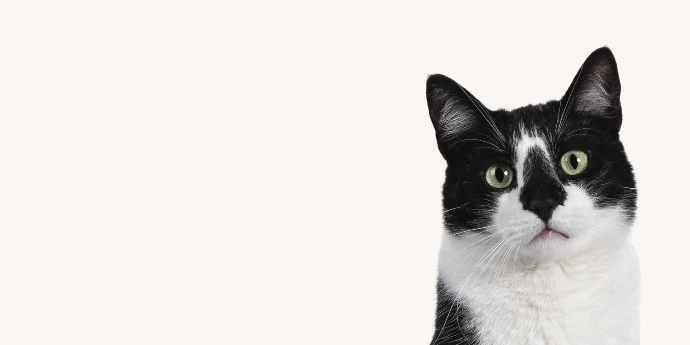Petite bannière présentant la tête d'un chat noir et blanc