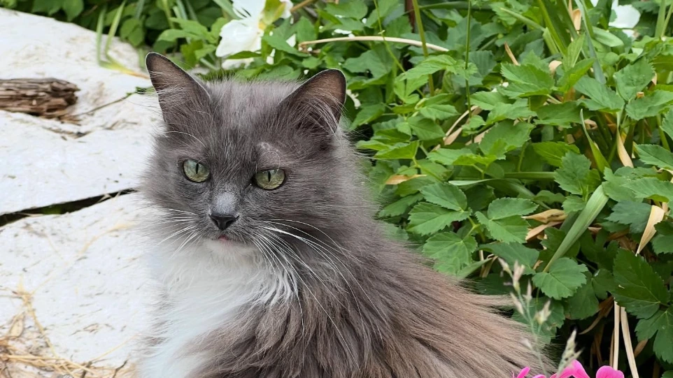 Photo d'une chatte grise et blanche dans un jardin