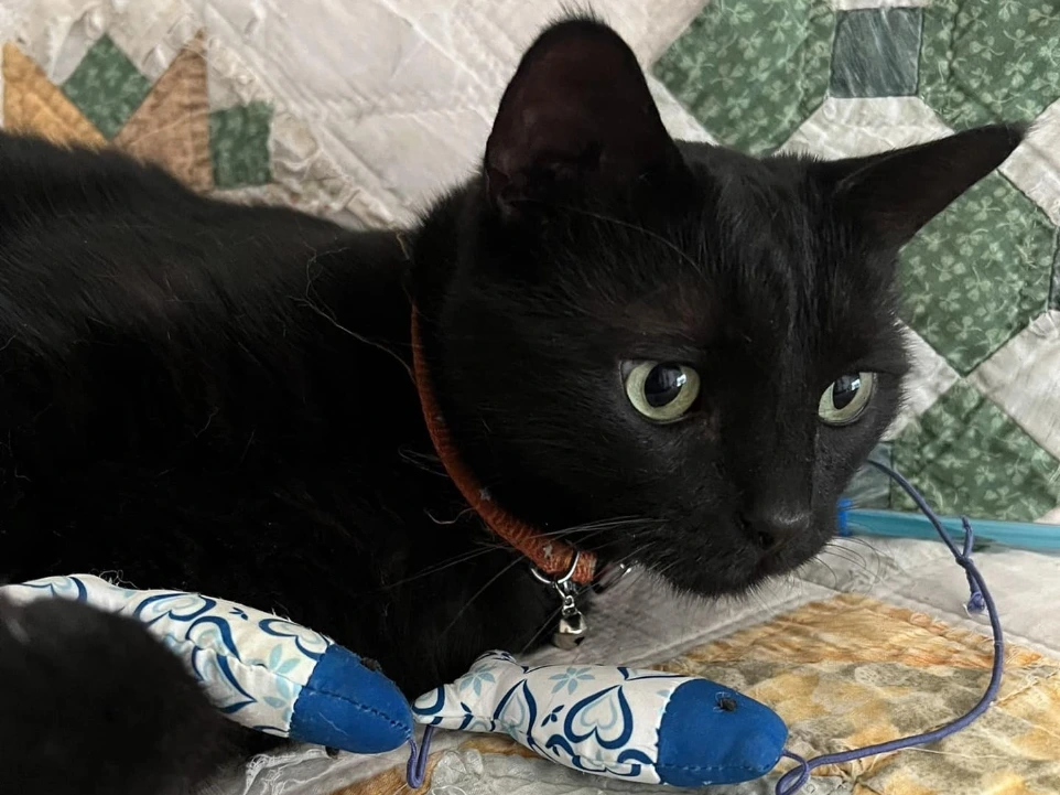 Chat noir jouant avec une canne à pêche