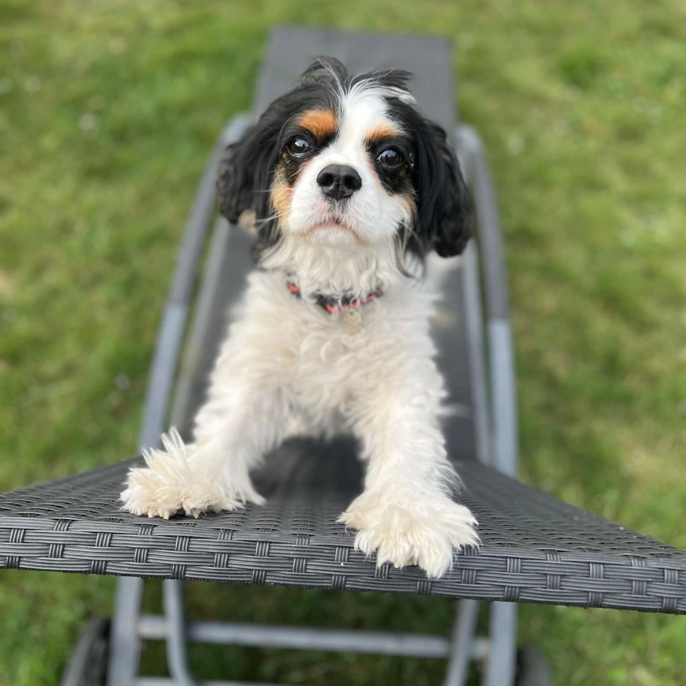 Chien cavalier King Charles noir tricolore