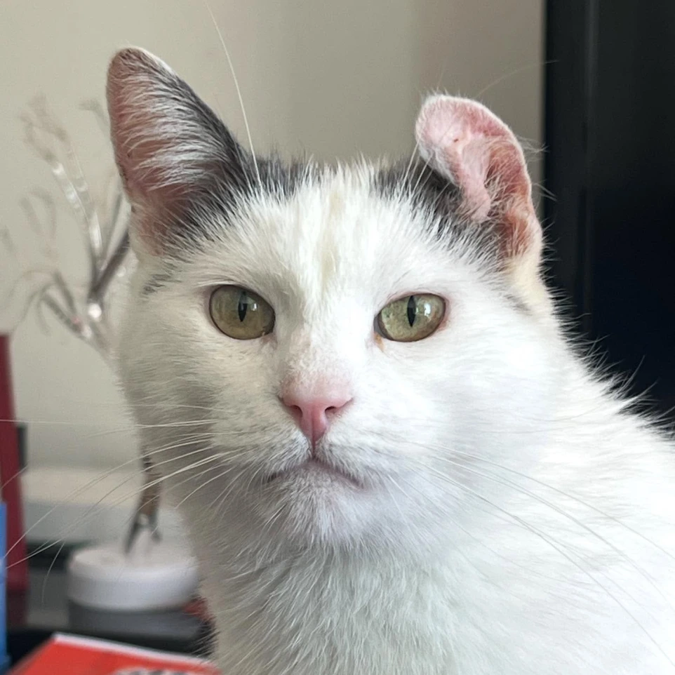 Chat principalement blanc avec l'oreille gauche un peu penchée