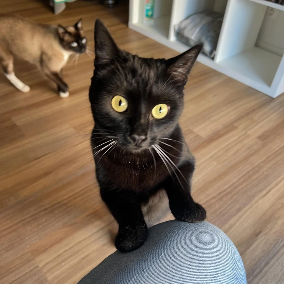 Chatte fine et noire aux moustaches blanches avec un siamois ragdoll en fond