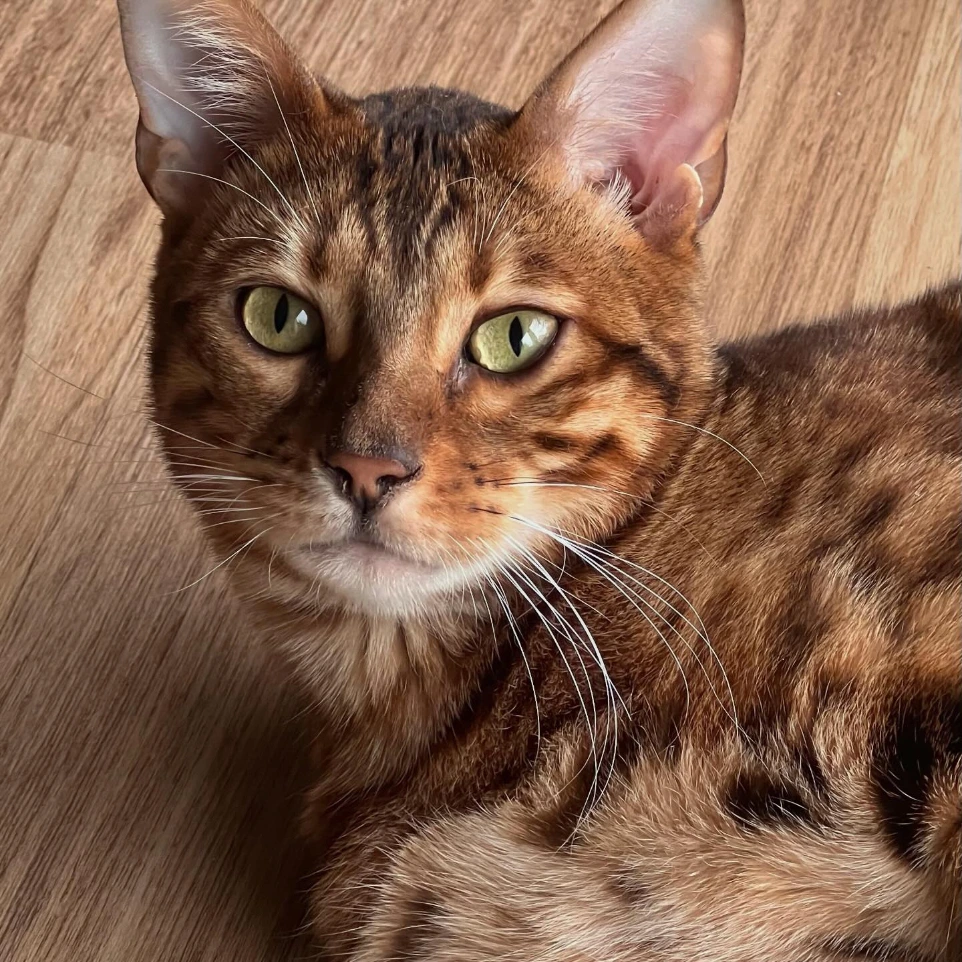 Chat Bengale