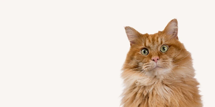 Petite bannière présentant la tête d'un chat roux à poils longs